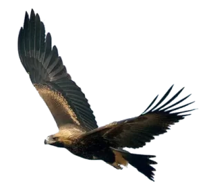 Wedgetail Eagle in Flight